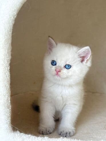 Balıqlar: Britan yastı qulaq, Erkək, Dişi, Yaxşı əllərə, Ünvandan götürmə, Pulsuz çatdırılma, Ödənişli çatdırılma — 19