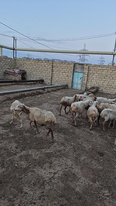 gence itler: 12 baş Qoyun içində şişəydə var– ana və gənc başlar - Növ: yerli — 1