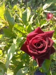 xedice gulu: Saqı Gülçülük – Tərtərin ən gözəl gülləri Bir gül təkcə ətriylə deyil — 21