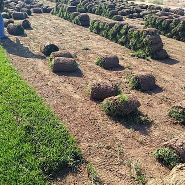 toxum gulleri: Qazon satisi catddirilmasi ve serilmesi yuksək keyfiyyət serferli — 3