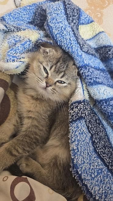 Digər heyvanlar: Şotland, Erkək — 4