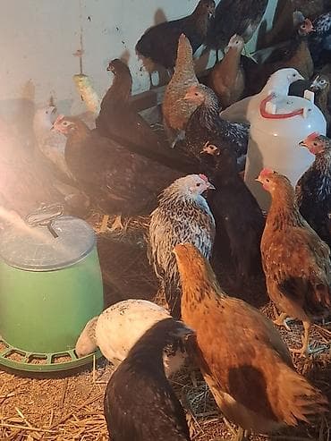 cucə yemi: Toyuq cücələri, Ətlik — 6