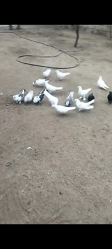 goyərcinler: Salam Hamisi Kom satilir Her reng niwan var Tutulmadi kom wekilde — 2