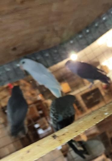 papuqay qefes: Folpus varabinniy papuqay dünyanın ən balaca tutu quşusu ən balaca — 8