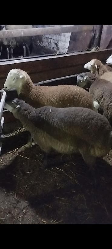 hinduşka əti qiyməti: Əmlik quzu . tərəzi ilə 9.50 . Reyal alıcı narahat etsin boş bekar — 6