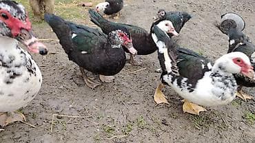 gence quşlar: Satılır: ördək sürüsü Temiz cekileri 1.800 2 kq - Cinslər: Pekin — 4