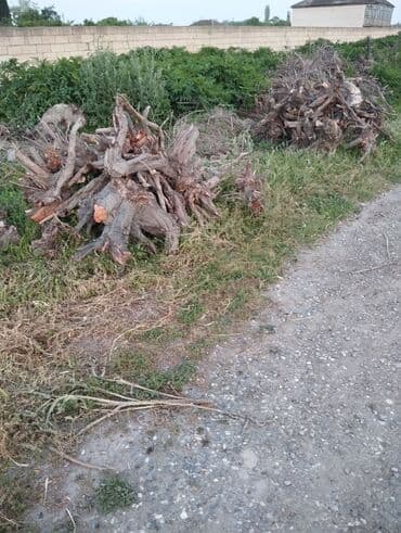 купить пластиковый бак для воды: Gilas fındıq kökləri kömürçün yarıyır — 1