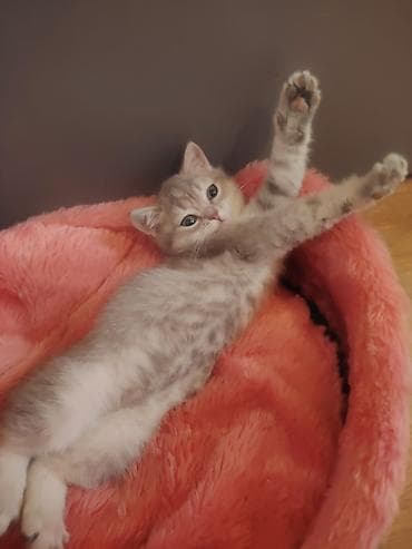 mayali yumurta satisi: Blue qold sinsilla disi 3ayliq bala cox munasib qiymete satilir unvan — 3