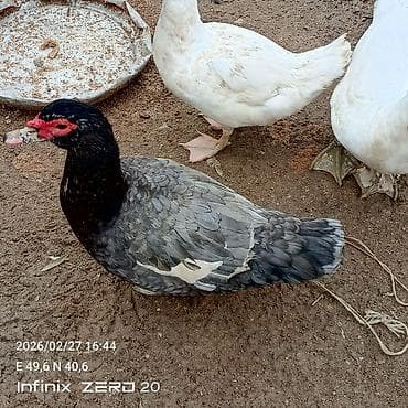 Quşlar: Satılır hamısı çoxu yaxşı sortdu əksəriyyəti yumurtduyur — 6