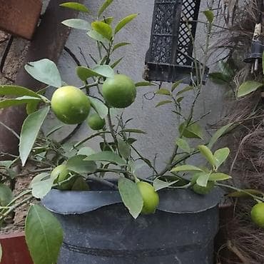 zoğal ağacı: Sitrus və xurma tingləri portağal mandalin ağaclar var vp yazın — 5