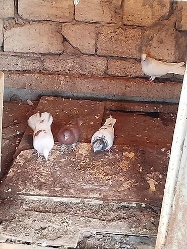 Göyərçinlər: Məhsul: Ev göyərçinləri (çəpər içi saxlanılan) Təsvir: - Bir neçə — 4