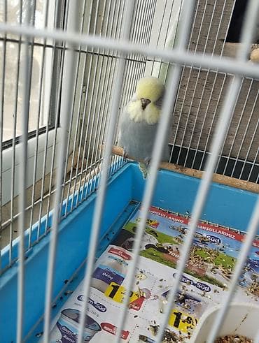 naxcivan heyvan elanlari: Jumbolar satilir,2 aylig balalardi biri mayadi 3 Erkey,qiymətlər — 9