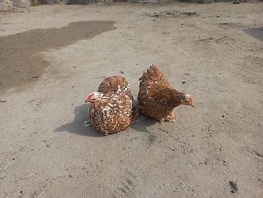 qırmızı kanada: Məhsul: Cüt dekorativ toyuq Təsvir: cuti 70 manata - Rəng — 2