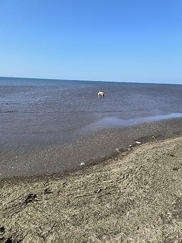 heyvan derisi: Retriever, Peyvəndli — 6