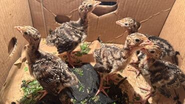 5 dənə di 70 manat 1 hefdelik di