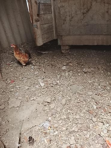 f6 toyuq: Toyuq, Yumurtalıq — 2