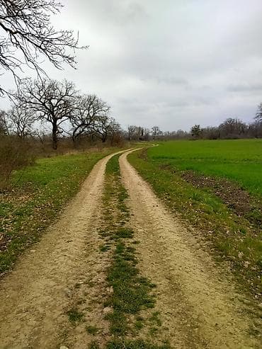 6 mk kiraye evler: 300 sot, Kənd təsərrüfatı, Mülkiyyətçi, Kupça (Çıxarış) — 6