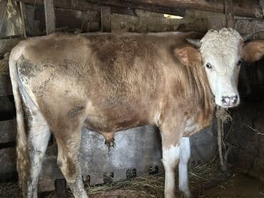 heyvan bazari inekler: Əlaqə Vp — 5