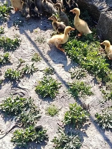 Сельхоз птицы: Pekin qışqıran qarışıq ördək balaları.biri 2.50. hamsini goturene — 3