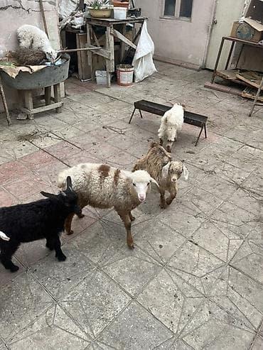 Другие с/х животные: Çəpişlər hamısı ən xırdasınnan böyüyünə qədər süd əmən heyvanlardı — 9