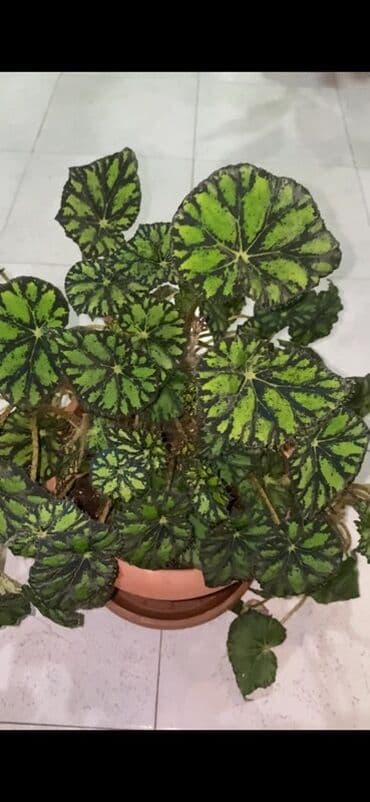 beqoniya bitkisi: Bu begoniya bitkisi iri, yaşıl və qara naxışlı yarpaqları ilə — 2