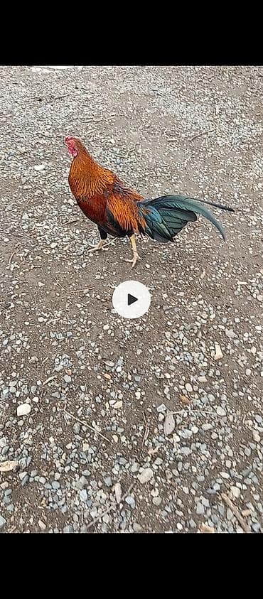 cuce ve xoruz temsili: Salam Gəncədədi xoruz 500 qram fərə 800 qram Yakido Yapon dekorativ — 4