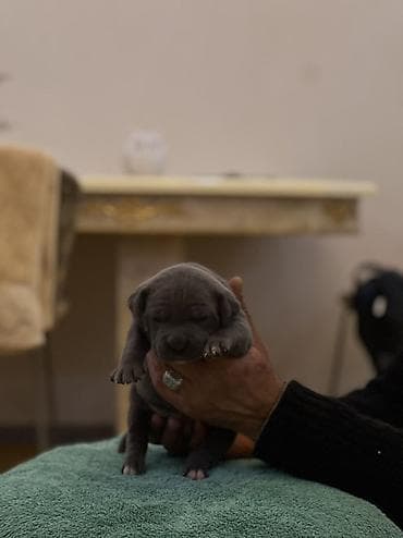 Heyvanlar üçün mallar: Kane-Korso, Peyvəndli — 4