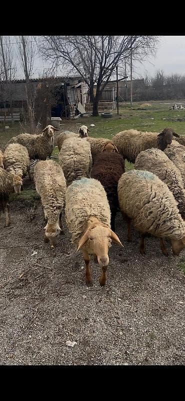 Toyuqlar: Bordagliq toglu ciddi sexisler zeng etsin — 3