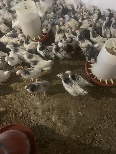 kend cucesi: Toyuq cücələri, Damazlıq — 4