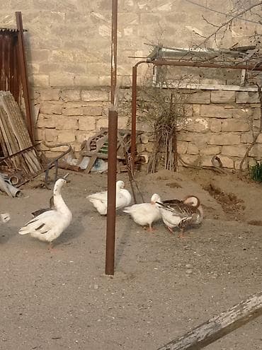 Digər heyvanlar: Dişi, Ətlik, Ünvandan götürmə — 3