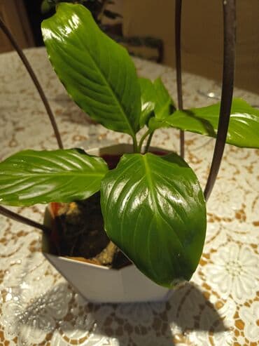 gulun etri uzaqdan geler: Gülün adı-Qadın xoşbəxtliyi
Tecili satılır — 1