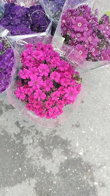 gul adlari: 🌹Senaria gülü topdan ve perakende satışı. 💳SAY çox olsa endirim — 3