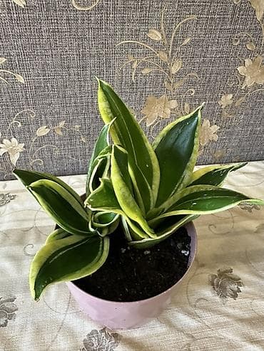Sansevieria “Hahnii” (Qızıl Haşiyəli) – dekorativ otaq bitkisi - Növ lalafo.az -da Sansevieria “Hahnii” (Qızıl Haşiyəli) – dekorativ otaq bitkisi - Növ