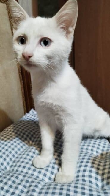 котенок в хорошие руки: Самец, В добрые руки — 2