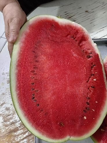 cen su: ***Dərmansız azotsuz qarpız və yemiş*** Yer İmişli, çatdırmaq olar. 16 — 2