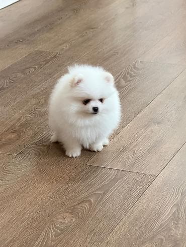 pop it: Şpitz, 2 ay — 7