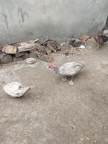 сухие корма для собак: 1 cut lavanda xoruzu cox yekedi fere xoruzdanr hele yumrtamayb — 1