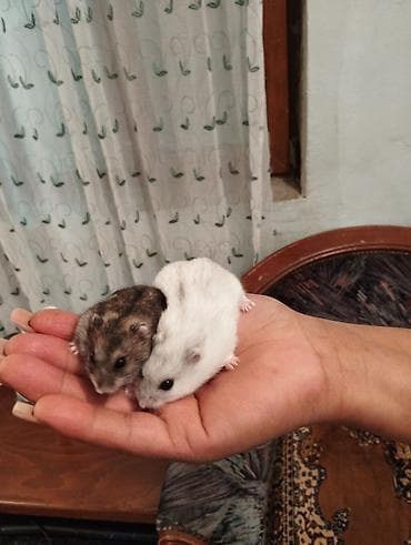 canavar dişi satılır: Erkək dişi birlikdə satılır tam sağlam .1 aylıq yemi 2 meşok apilkası — 1