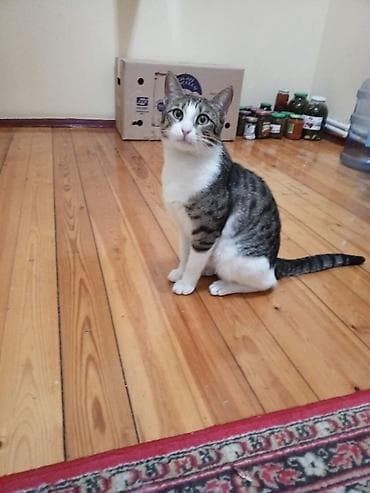 pisik ag: Məhsul: Ev pişiyi, 1 yaşı var Təsvir: - Zərif naxışlı, ağ-alt boz və — 1