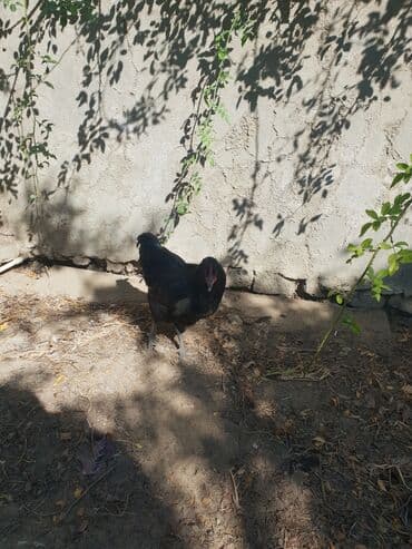 amerika devequsu haqqinda melumat: Toyuq, Australorp, Ətlik, Ünvandan götürmə — 2