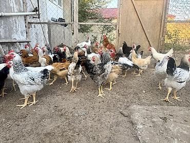 qusar heyvan satışı: 5 Ay Yarımlıq Kənd Çolpaları Satılır. Xoruzları 1.450-1.500 — 3