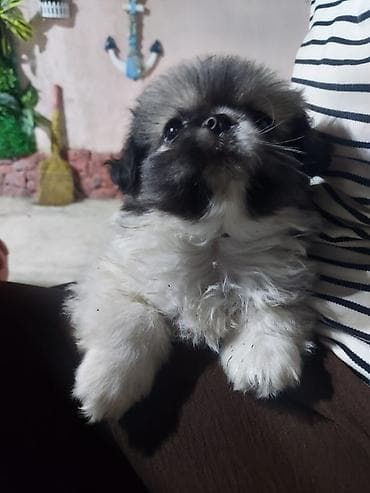 elan it: Pekines, 1 ay, Dişi, Ünvandan götürmə — 3