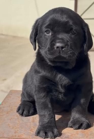 Balıqlar: Labrador-retriver — 2