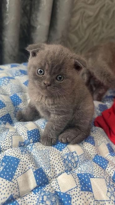 ev pisik: Şotland — 4