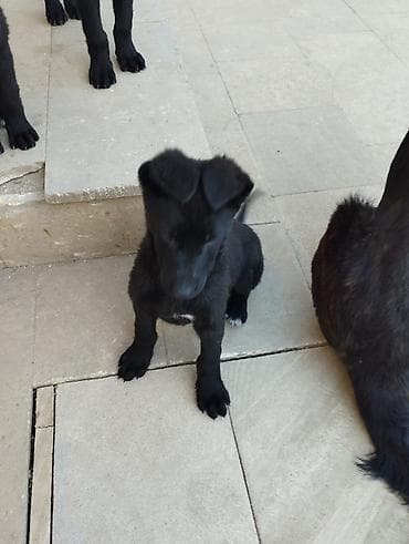 sabuncu it bazari 2024: Peyvəndli — 2