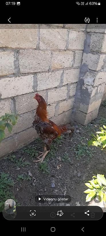 ordek balasi nece gune cixir: Xoruz, il: 2 — 5