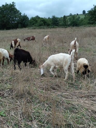 çəpiş əti: Keçilər satılır razılaşma yolu ilə - Növ: yerli keçilər (dişi və — 1