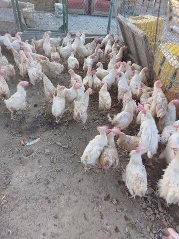 Heyvanlar üçün mallar: Toyuqlar — 4