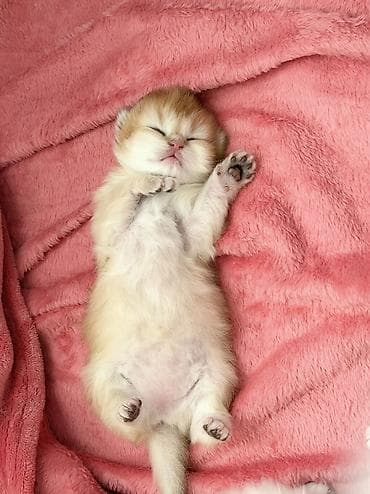 pambıq marojna: Qızıl şinşilla, Dişi — 3