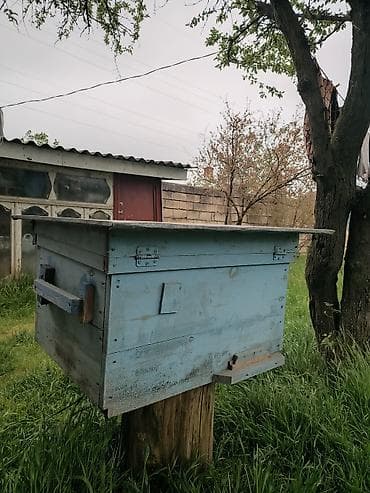 самовар на дровах: Arı yeşiyi — 1